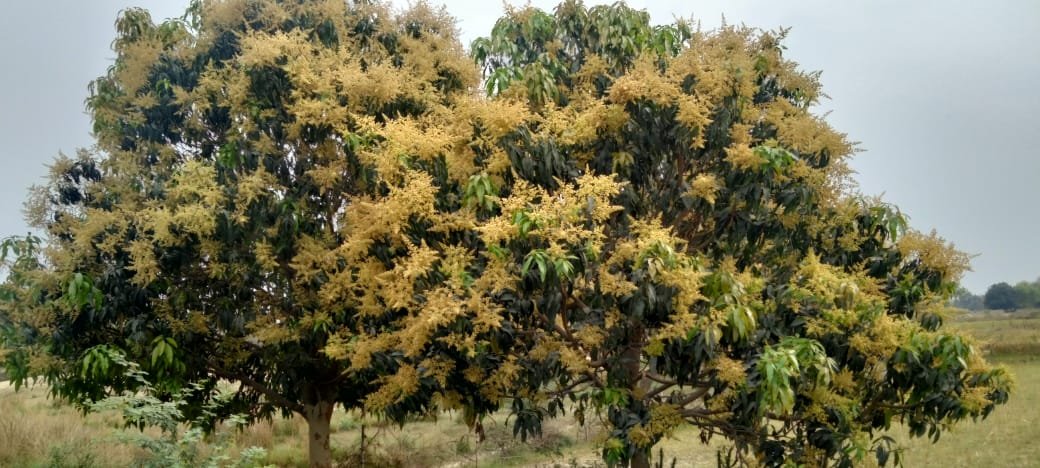 Story-आम के बौर देख किसानों के खिले चेहरे