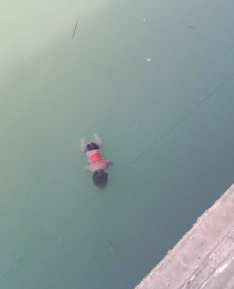 रायबरेली-नहर में कूदी माँ बेटी के मामले में बच्ची का शव मनीरामपुर पुल के पास शारदा सहायक नहर में हुआ बरामद,,,