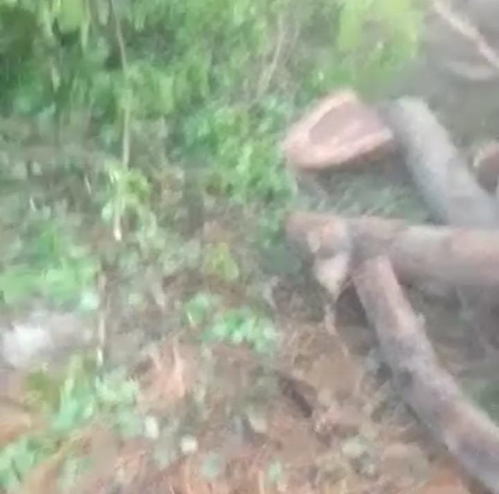 रायबरेली-बिना परमिशन आधा दर्जन प्रतिबंधित पेड़ो की कटान किये जाने के मामले में मुकदमा दर्ज,,,