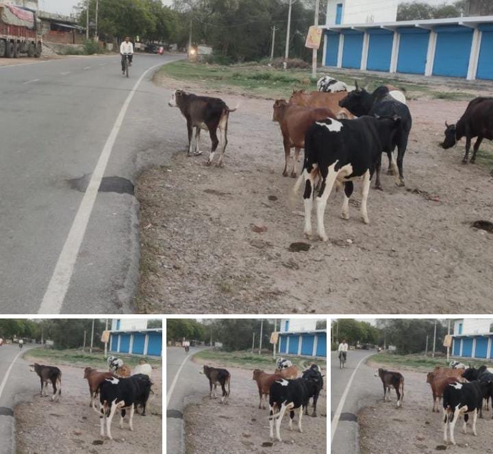 रायबरेली-दुर्घटनाओं को आमंत्रण दे रहे हाईवे किनारे विचरण कर रहे पशु,,,,,?