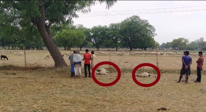 Raibareli-खेत में चर रही भेडों पर गिरी आकाशीय बिजली*