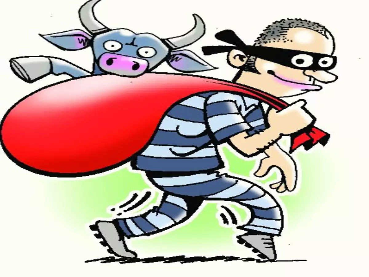 Raibareli-.तो एक बार फिर लालगंज में किसान की भैंस हुई चोरी*