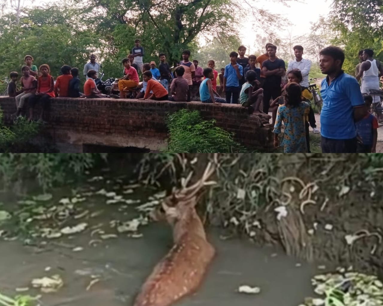 Raibareli-आवारा कुत्तों से ग्रामीणों ने बचाई बारहसिंघा की जान