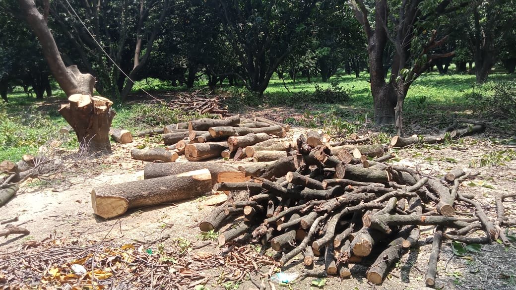 Raibareli-हरे पेड़ों की हो रही  कटान की कठपुतली बनी थाना गदागंज पुलिस ।