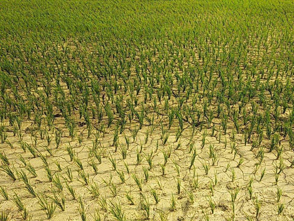 Raibareli-मानसून आने पर भी नहीं हो रही बारिश,सूख रहीं धान की फसलें*