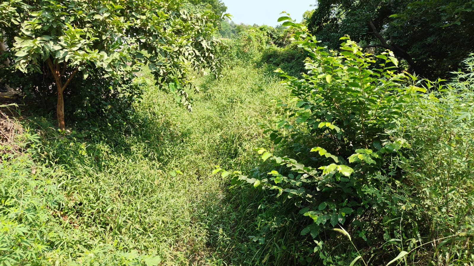 रायबरेली-नहर में पानी की जगह झाड़ झंखाड़, सफाई व पानी छोड़े जाने को किसानों ने एसडीएम से लगाई गुहार,,,,,