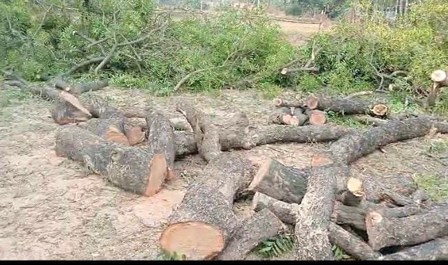 रायबरेली-मवई गाँव में बिना अनुमति दो हरे नीम के पेड़ों को लकड़ी ठेकेदारों ने काटा,,,,?