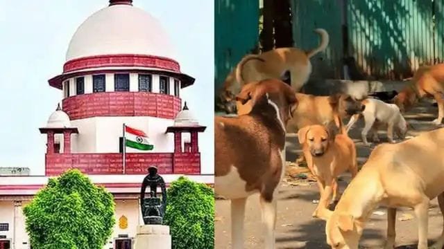 कुत्तों पर SC में चल रही बड़ी बहस, सरकार ने कहा- कुछ लोग चिकन खाकर पशु प्रेमी बनते हैं