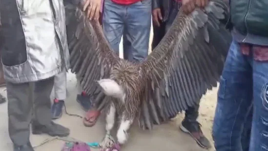 कानपुर में मिला हिमालय पर पाया जाने वाला सफ़ेद गिद्ध, चिड़ियाघर में बड़ी संख्या में देखने पहुंचे लोग !