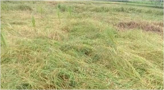 अन्न दाता पर आफत बन कर टूटी बारिश, धान की फसल तैयार किसान परेशान