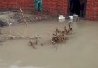 रायबरेली मूसलाधार बारिश से कई गांवों में घरों तक पहुंचा पानी, ग्रामीणों का जनजीवन अस्त व्यस्त