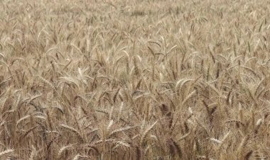 हरियाणा के भिवानी में कुदरत का कहर, बेमौसमी बारिश और तेज धूप ने छीनी किसानों की मुस्कान; सरसों की फसल बर्बाद