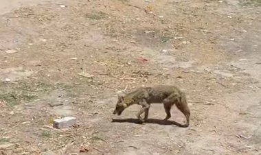 रायबरेली-थाना परिसर में दिखा पागल सियार का आतंक, सिपाही व कुत्ते के बच्चों को बनाया निशाना, वीडियो वायरल