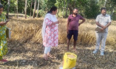 रायबरेली-एडीएम ने क्रॉप कटिंग कराकर गेहूँ की उत्पादकता का किया आकलन*_