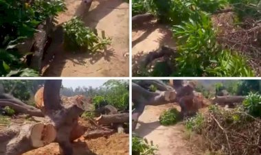 रायबरेली-आधा दर्जन से अधिक हरे आम के पेड़ों की कटान का वीडियो वायरल, सीमावर्ती गांव बन रहे अवैध कटान का हब