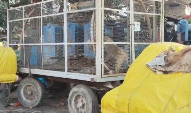 रायबरेली-ट्राली ट्रांसफार्मर में फंसा बंदर, टला बड़ा हादसा, लोगों की सूझबूझ से बची जान