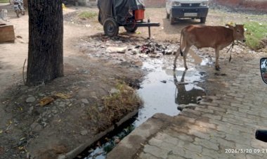 रायबरेली-सरकार की स्वच्छ भारत मिशन योजना को मुँह चिढ़ाती हुई नजर आ रही है बजबजाती नालियाँ