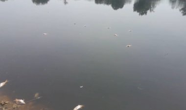 रायबरेली में तालाब में 30 कुंतल से अधिक मछलियां मृत मिलने से हड़कंप, जहरीला पदार्थ डालने का आरोप