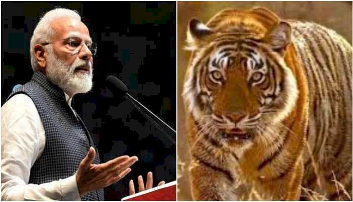 चीतों को आज़ाद करने के बाद बोले PM Modi, कहा देश में नई ऊर्जा के साथ होगा चीतों का पुर्वास!