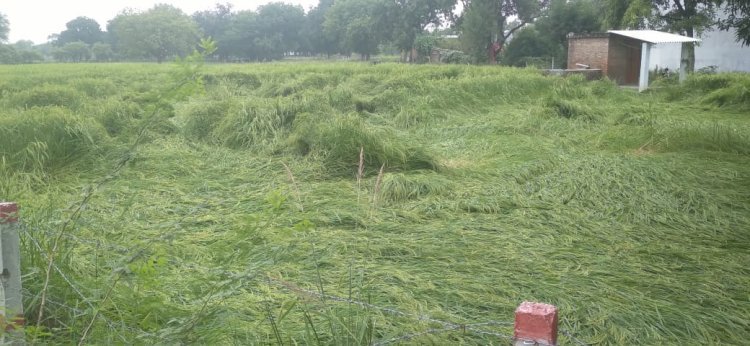Raibareli-किसानों पर आफत बनकर टूट रही बारिश,फसल हो रही चौपट*