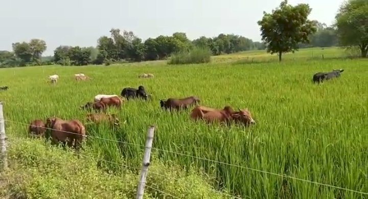 Raibareli-किसानों की समस्या के सबब बने निराश्रित मवेशी, फसलों को पहुंचा रहे नुकसान