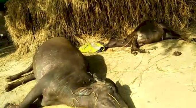 रायबरेली- एक ही गांव में सात जानवरों की मौत से गांव में सनसनी,,,,