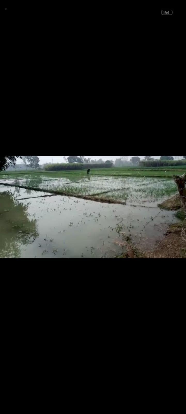 Raibareli-किठावा गांव में नहर का पानी कटने से कई बीघे गेहूं आलू की फसल जलमग्न।