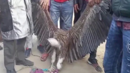 कानपुर में मिला हिमालय पर पाया जाने वाला सफ़ेद गिद्ध, चिड़ियाघर में बड़ी संख्या में देखने पहुंचे लोग !