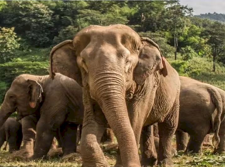 ग्रामीण क्षेत्र हो या शहरी सभी जगह जंगली हाथियों का आतंक, लोगों में दहशत का माहौल