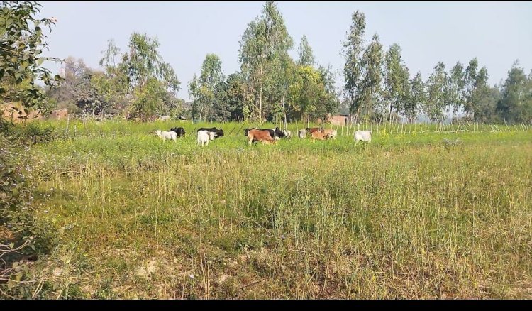 Raibareli-छुट्टा मवेशियों से परेशान किसान रात भर जगाने के लिए मजबूर *
