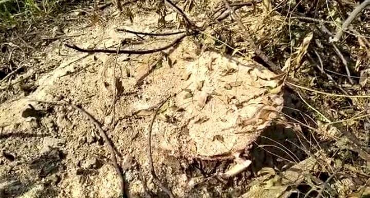 Raibareli-गेगासो चौकी क्षेत्र के अंतर्गत धड़ल्ले से हो रही अवैध हरे पेड़ों की कटान*