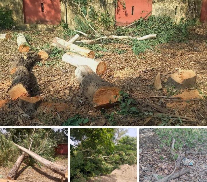 रायबरेली-ब्लाक परिसर में काटे गये पेड़ में अधिकारियों की मिलीभगत उजागर,नोटिस देकर मांग रहे जवाब,,,?