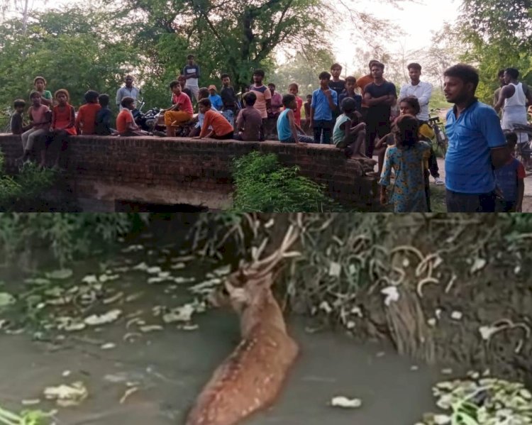 Raibareli-आवारा कुत्तों से ग्रामीणों ने बचाई बारहसिंघा की जान