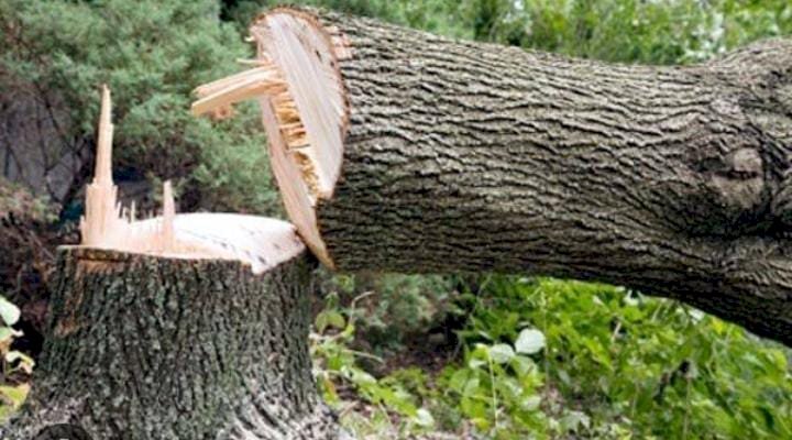 रायबरेली-एफआईआर न होगी कोई प्रभावी कार्यवाही, जुर्माना जमा करो और धड़ल्ले से करो कटान,,,