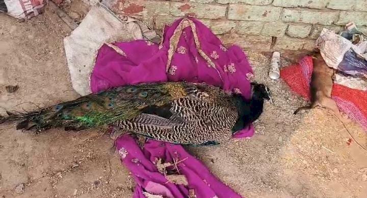 रायबरेली-आवारा कुत्तों के हमले से एक राष्ट्रीय पक्षी मोर की हुई मौत
