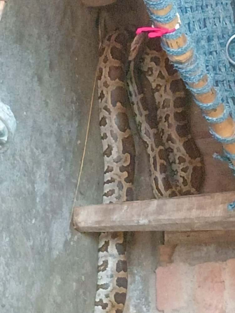 Raibareli-चारपाई के नीचे मिला विशाल अजगर ग्रामीणों में मचा हड़कंप