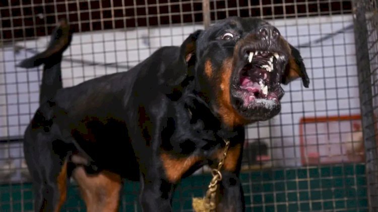 भारत में नहीं खरीदे जा सकेंगे पिटबुल-बुलडॉग, केंद्र सरकार ने लिया ये बड़ा फैसला