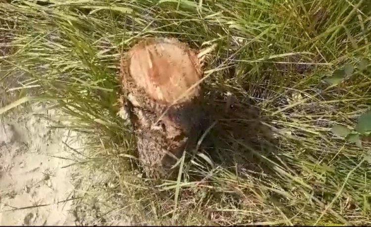 रायबरेली-रात के अंधेरे में काट डाले गए शीशम के हरे पेड़ , जिम्मेदार बेखबर सोते रहे 