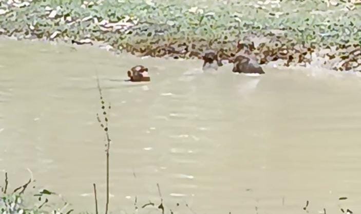 रायबरेली-गर्मी से बेहाल बंदर कीचड़ युक्त पानी में नहाकर शांत कर रहे तन की जलन