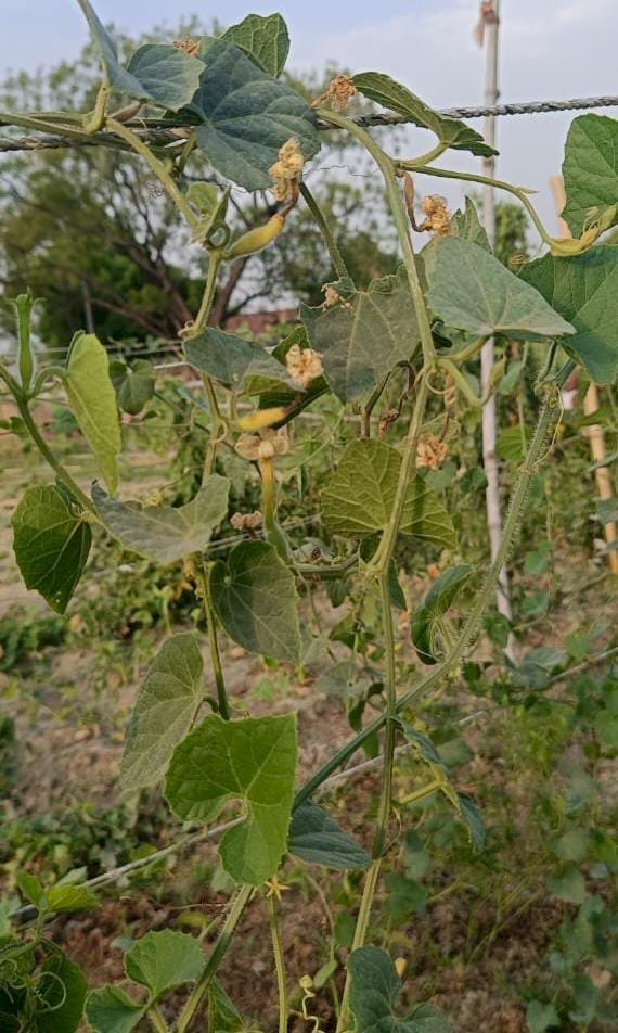 रायबरेली-बढ़े तापमान की हो रही चौतरफा मार , खेतों में खड़ी सब्जियां भी गई हार