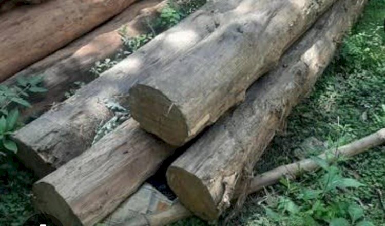 रायबरेली-सिंचाई विभाग के स्टोर से लापता हो गई लाखों रुपए कीमत की लकड़ी 