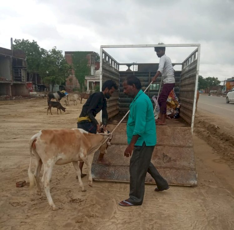 रायबरेली-गोवंश संरक्षण के लिए चला अभियान , गोशाला भेजे गए निराश्रित मवेशी 