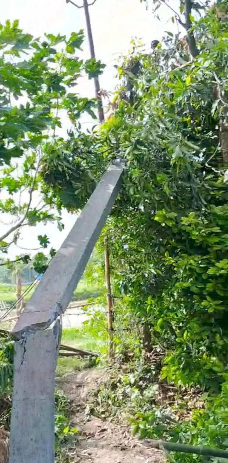 रायबरेली-एचटी लाइन पर टूटकर गिरा आम का पेड़ , 14 घंटे ठप रही विद्युत आपूर्ति