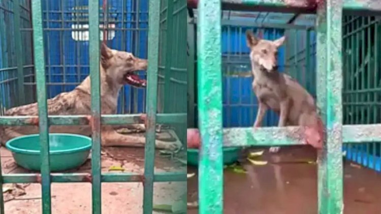 200 से ज्यादा वनकर्मी, तीन तरफ से बिछाया जाल, फंसने के बाद लादकर पिंजड़े तक ले गए...