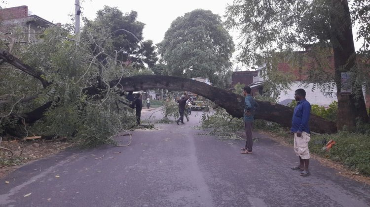 Raibareli-रास्ते में गिरा पेड़ घंटे रोड पर लगा रहा जाम