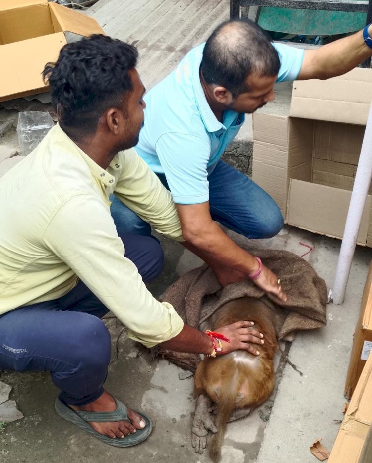 Raibareli-लोगो के प्रयास से करंट से झुलसे बंदर की बचाई गई जान