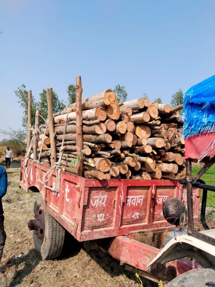 Raibareli-सरकारी यूकेलिप्टस के पेड़ काटने व बेचने वालों को पड़ा महंगा।*