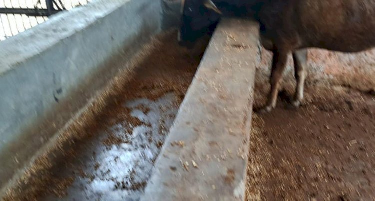 रायबरेली-ऊंचाहार के कान्हा गौशाला में चल रहा भूसा घोटाला जाने कैसे,,,,