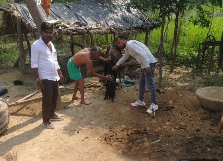 रायबरेली-पशुओं को लगेगा खुरपका-मुंहपका का टीका