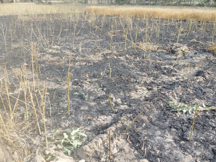 रायबरेली-विद्युत शॉर्ट सर्किट से गेहूं की फसल में लगी आग,,